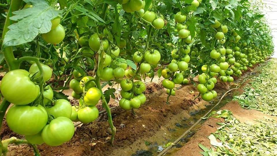Greenhouses Tomatoes